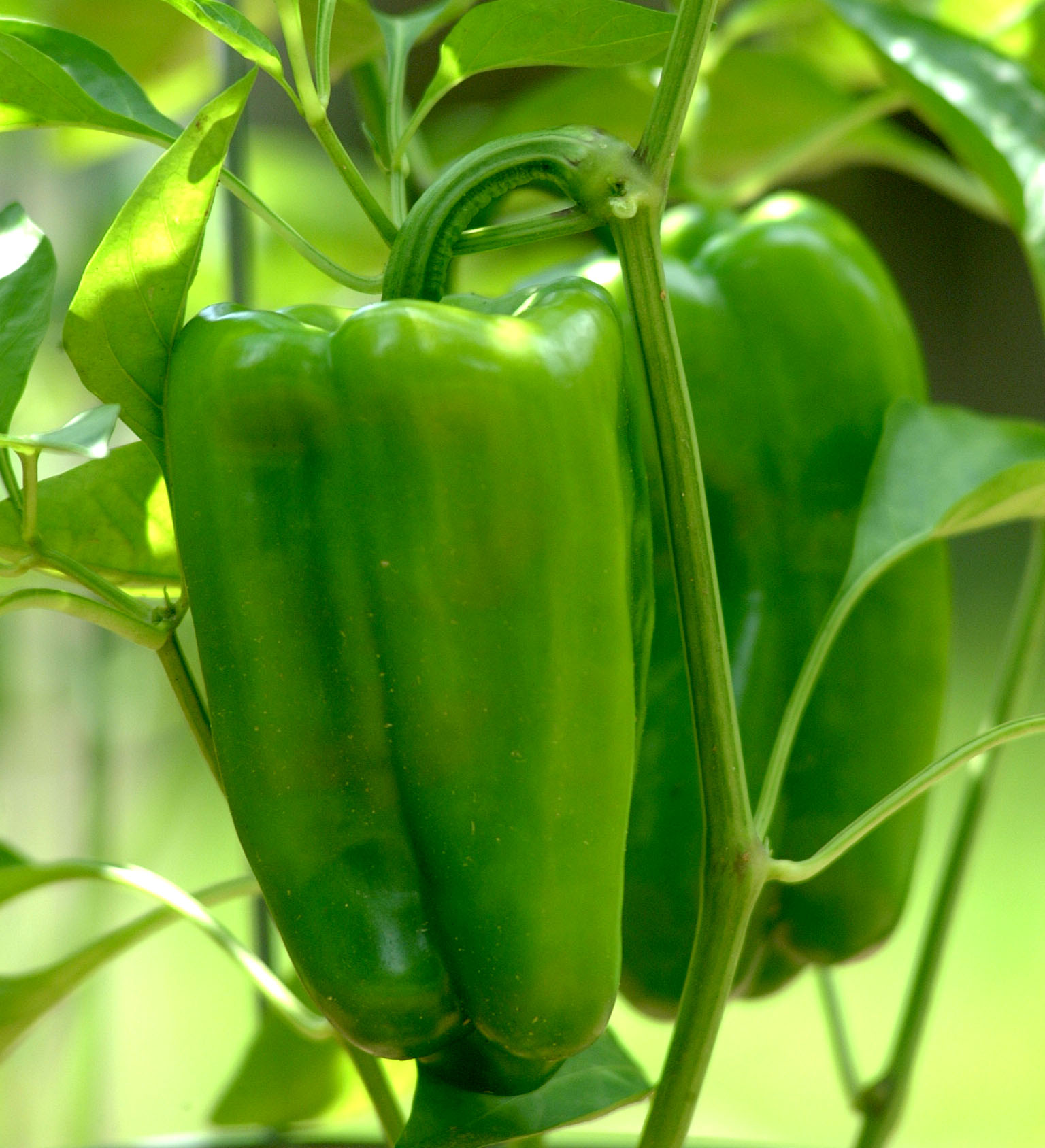 Bell Pepperjpg